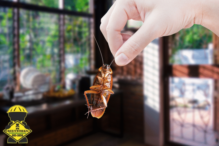 cockroach