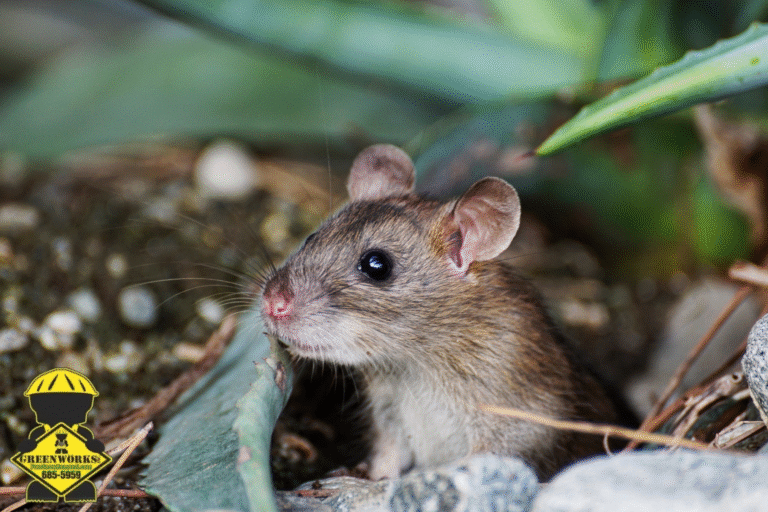 rats