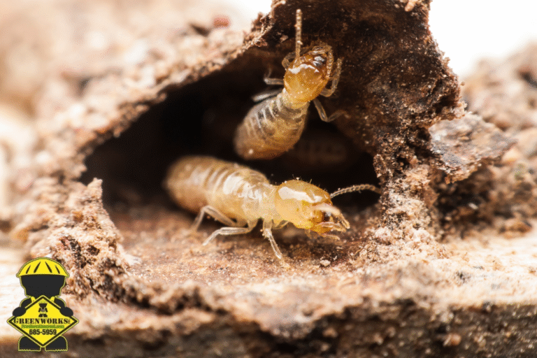 termitess