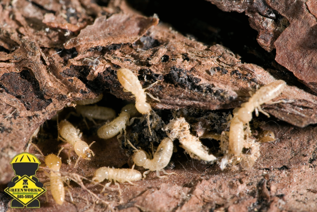 termite