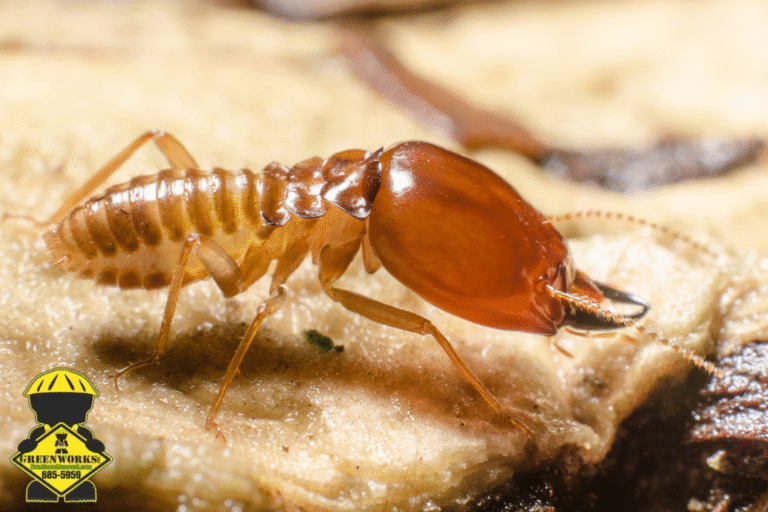 termite