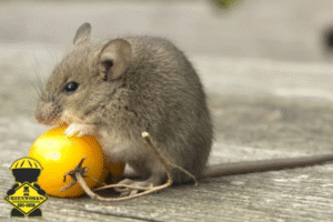 rat