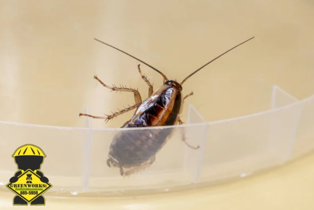 cockroach
