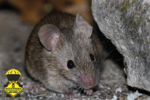 mouse