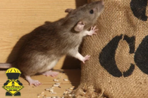 rodent