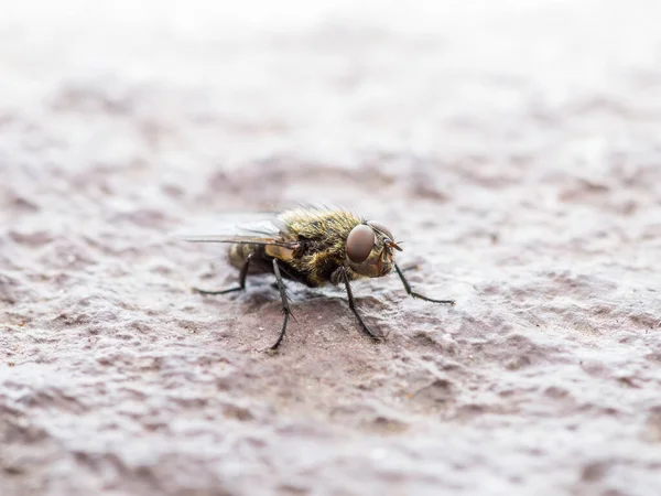 Pest Control in Westchase, FL