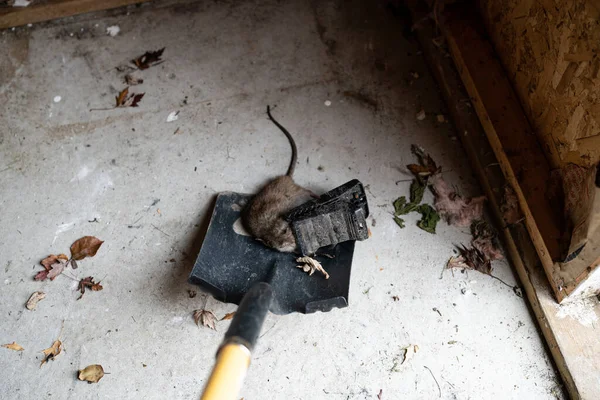 Pest Control in Wimauma, FL