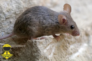 mouse