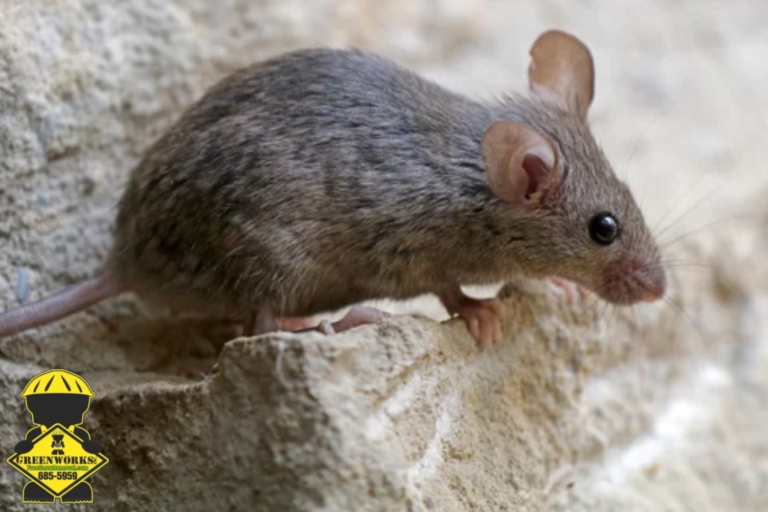 mouse