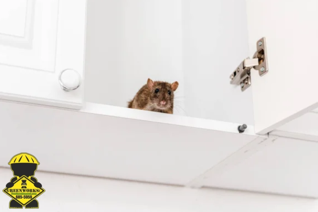 mouse