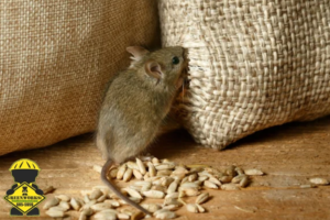 rodent