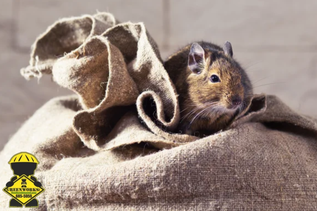 rodent