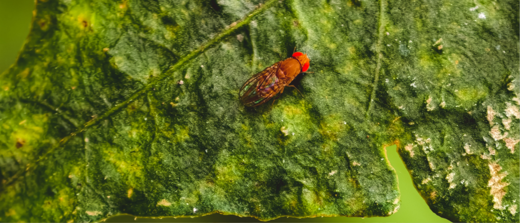 Pest Control Gibsonton FL