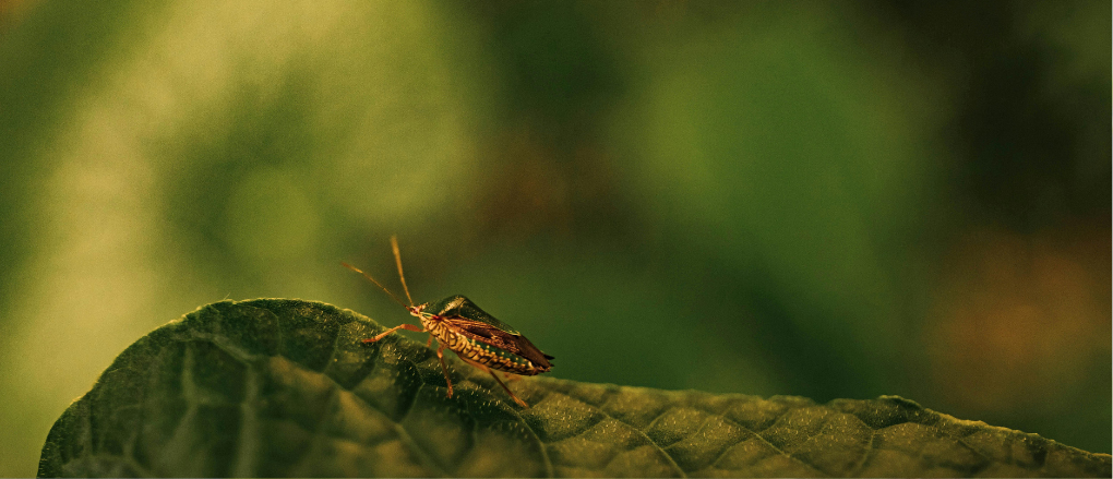 Pest Control Odessa FL