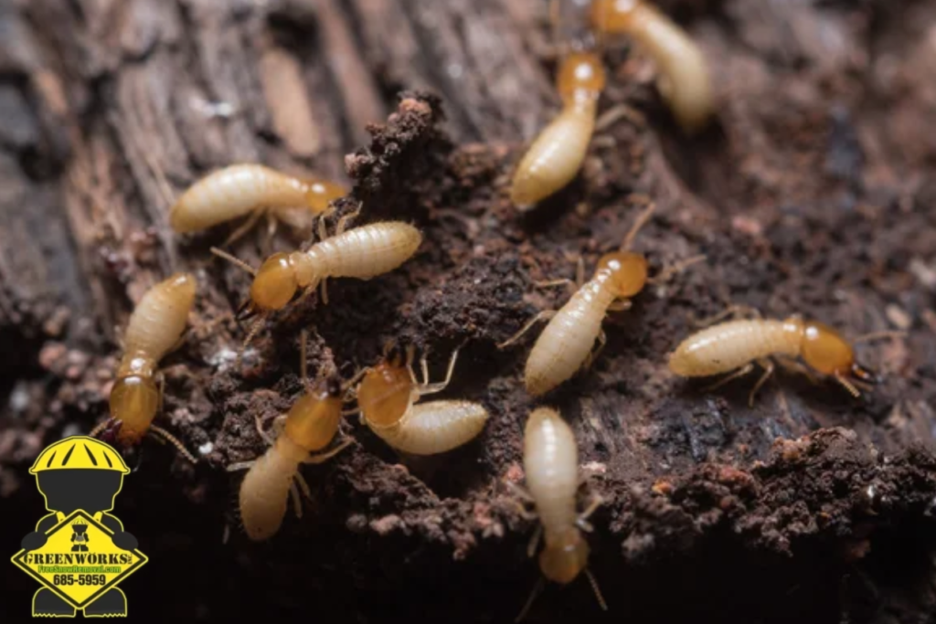 termite