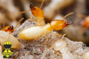 termite