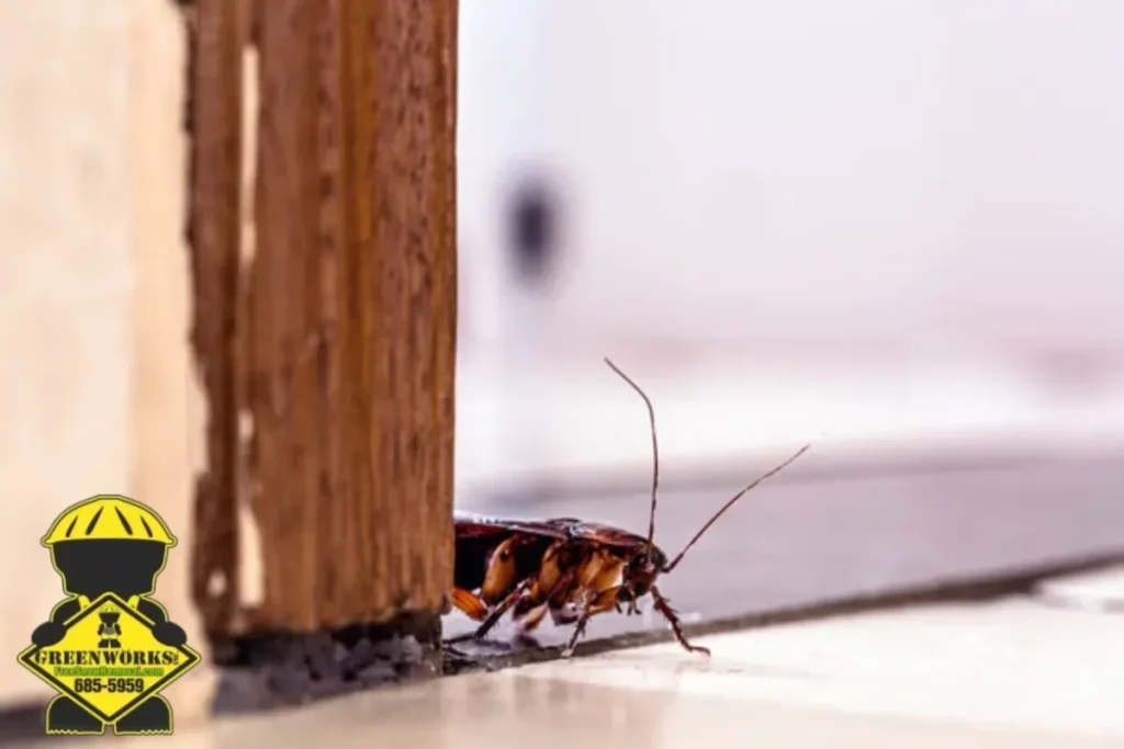 American cockroach