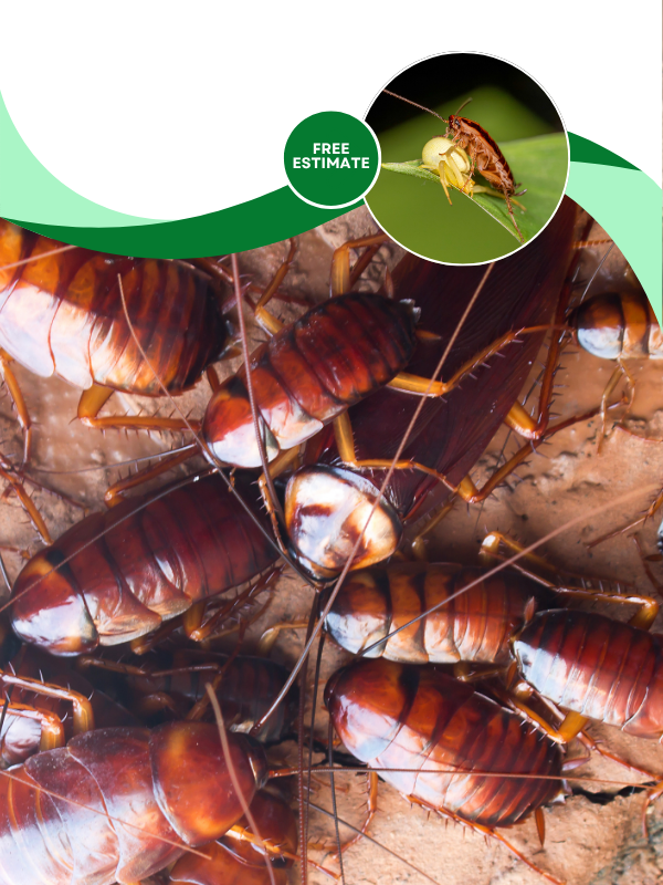 LP Palmetto Bug Control Mobile