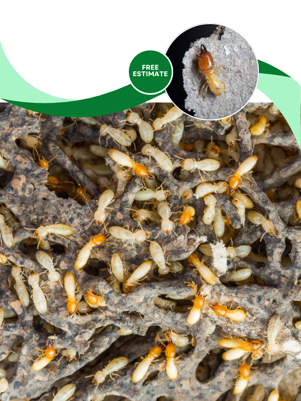 LP Termite Control Mobile