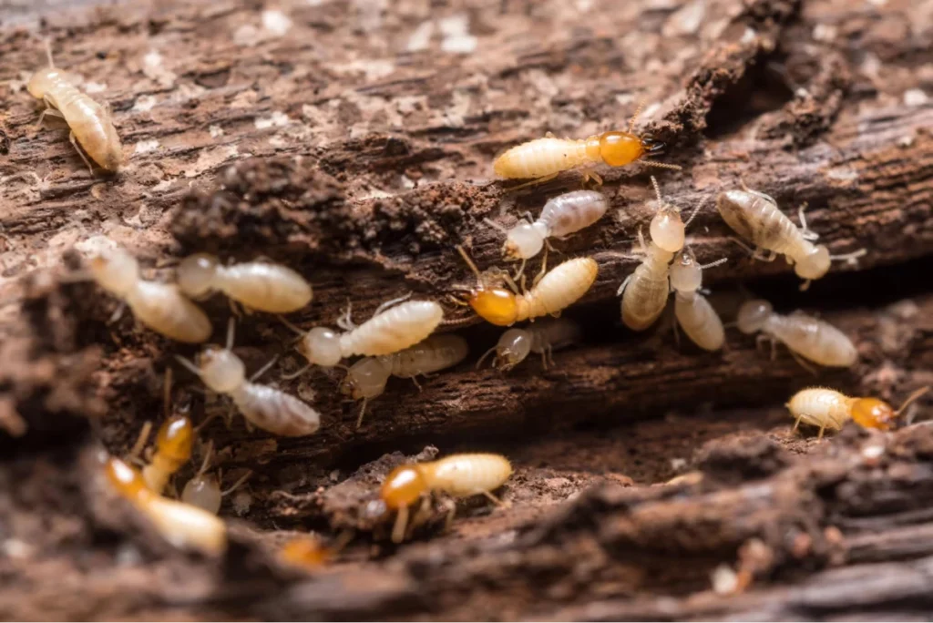 Pest Control Services in Temple Terrace, FL