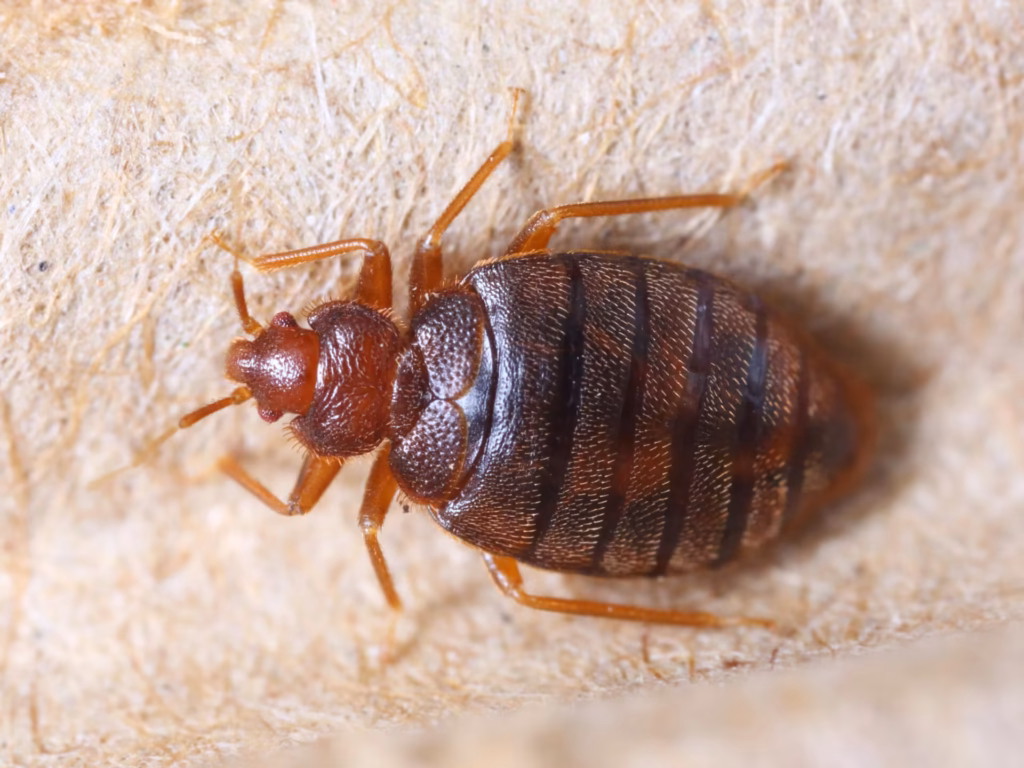 Pest Control Thonotosassa, FL