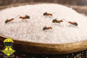 Spoon of sugar with many ants on it