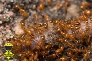 fire ant