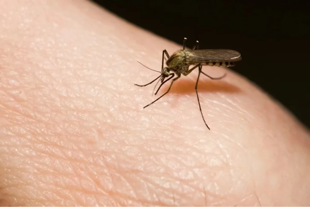 Pest Control Land O Lakes FL