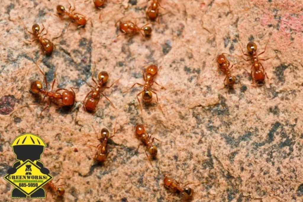 fire ant 