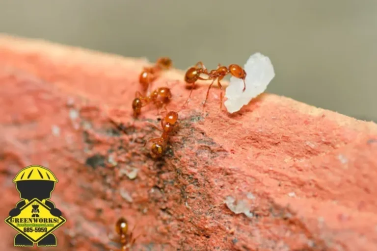 fire ant