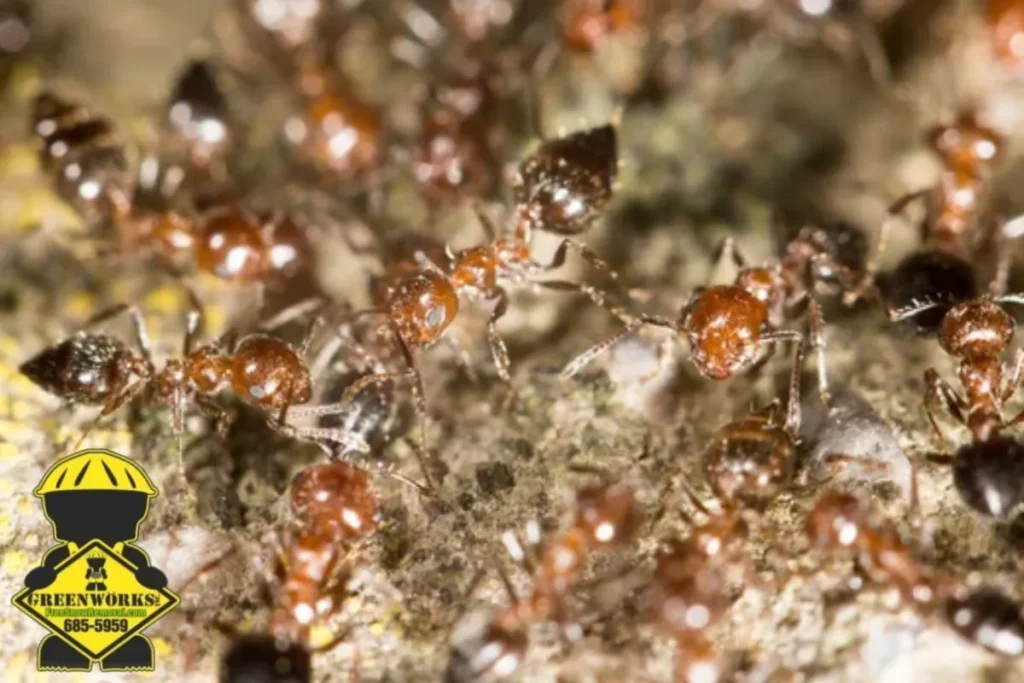 fire ants on the ground