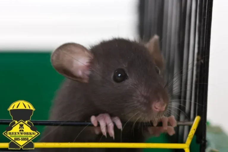 small rat