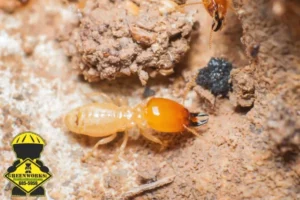 termite in nest
