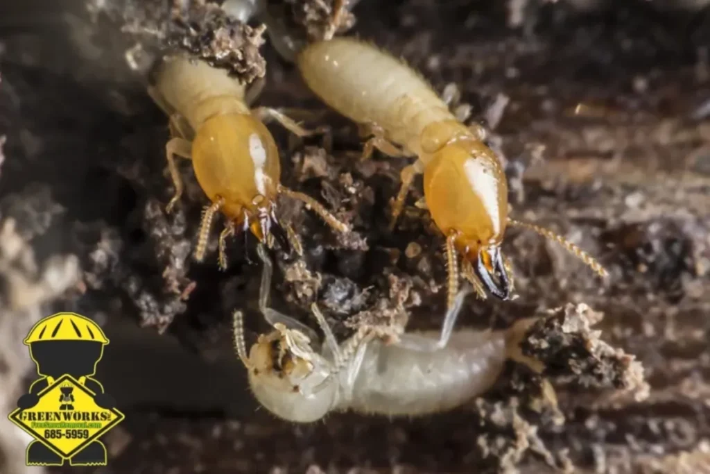 termites