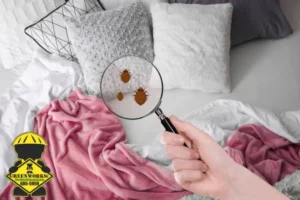 detecting bed bug