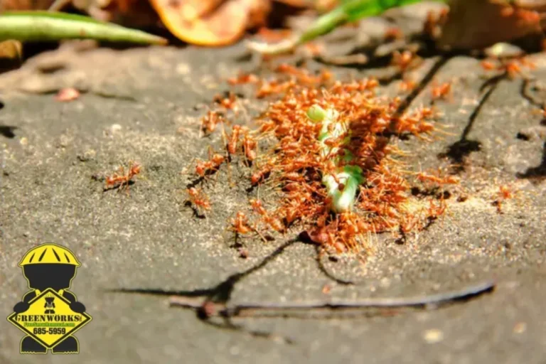 ants bite worm
