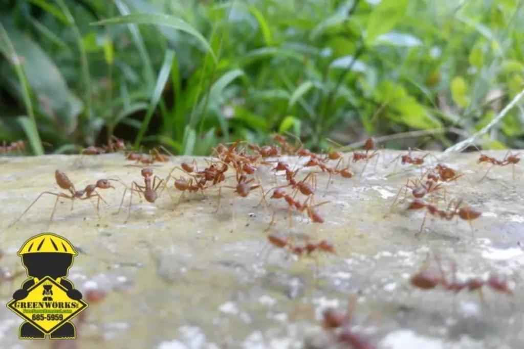 ants colony