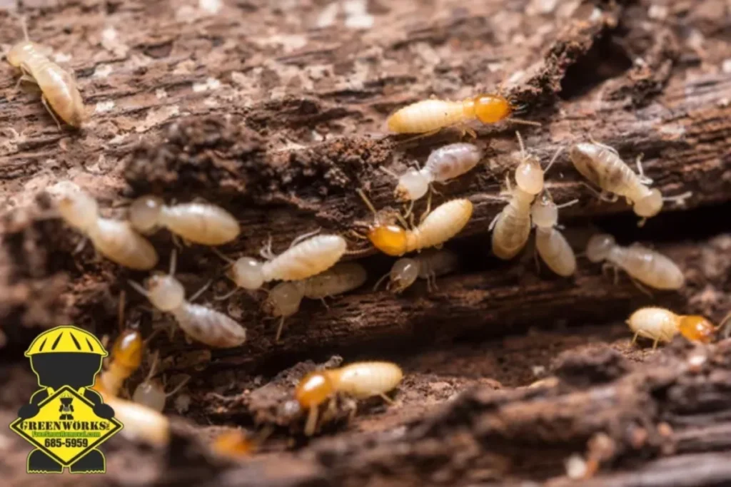 closed up termite