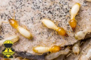 termite