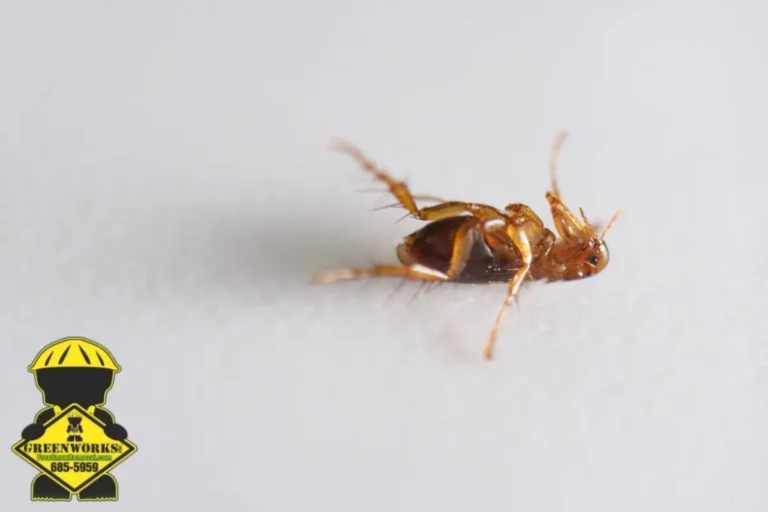 dead flea