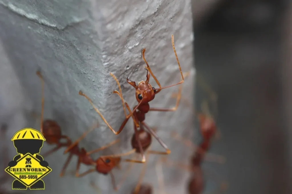 fire ants