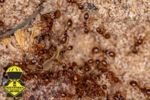 fire ants