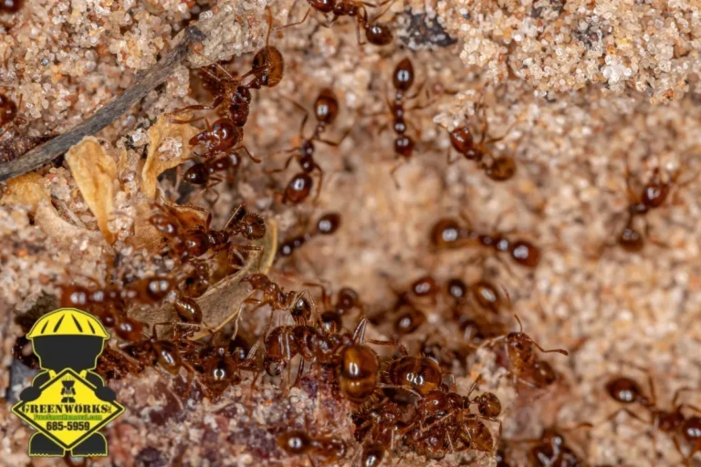 fire ants
