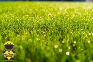 green grass lawn