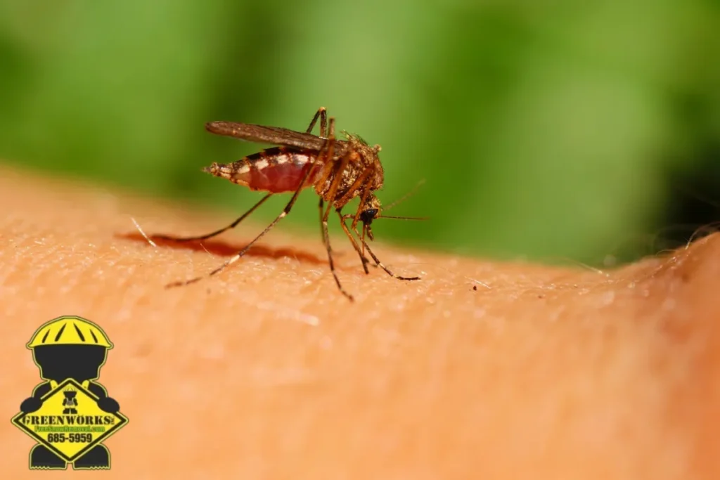 mosquito