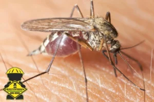 mosquito