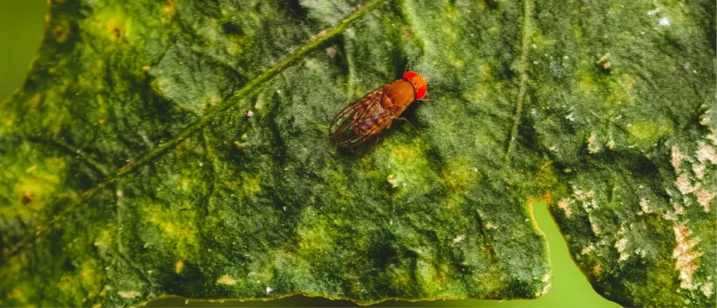 Pest Control Gibsonton FL