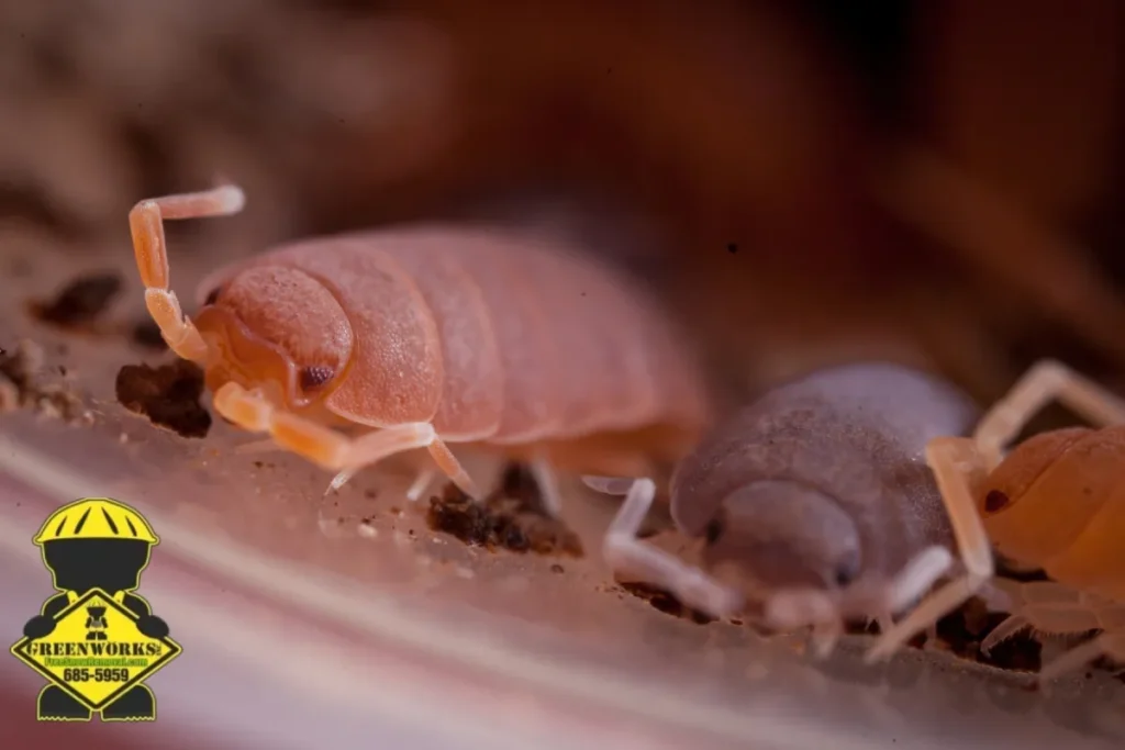 bed bug infestation