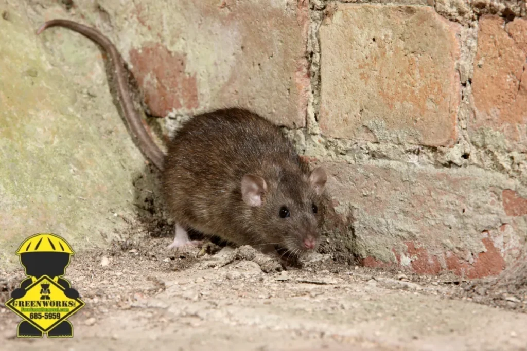 rat