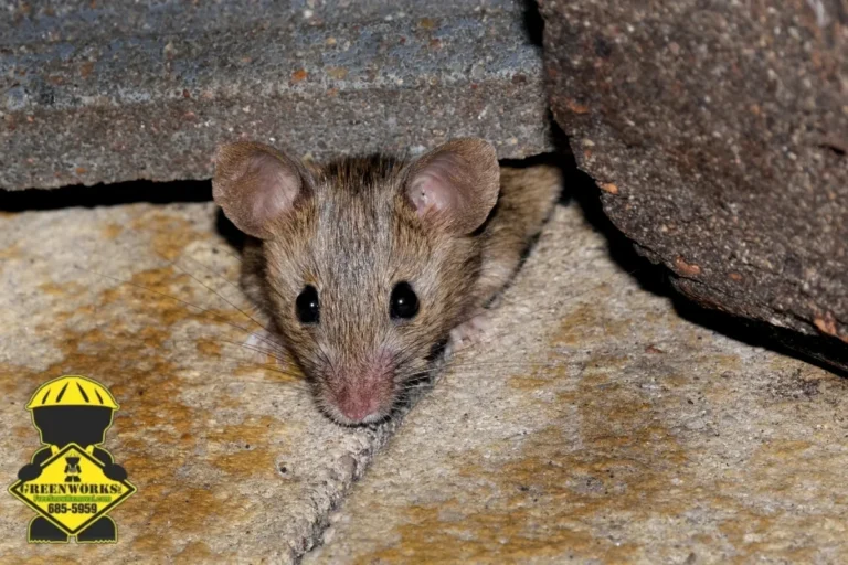 rat hiding